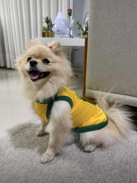 Pet usando camisa personalizada da Seleção