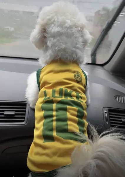 Pet usando camisa personalizada da Seleção