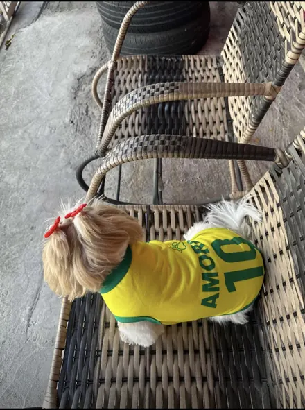 Pet usando camisa personalizada da Seleção
